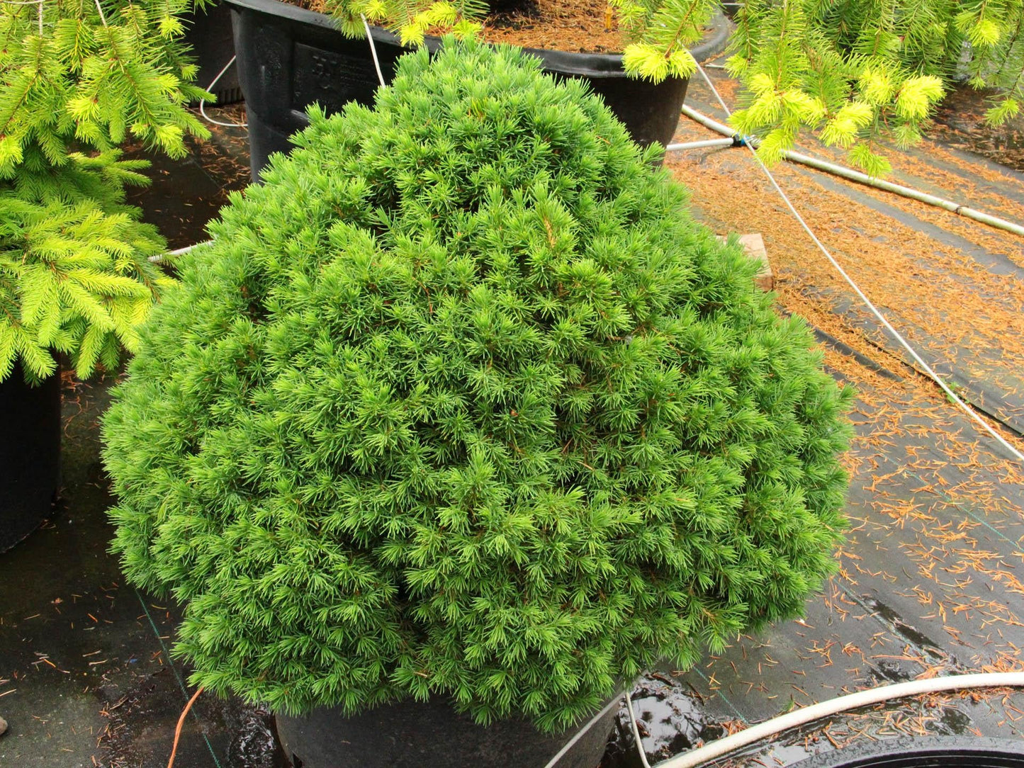 Picea Abies 'tompa' - View 15 from www redcrocus com