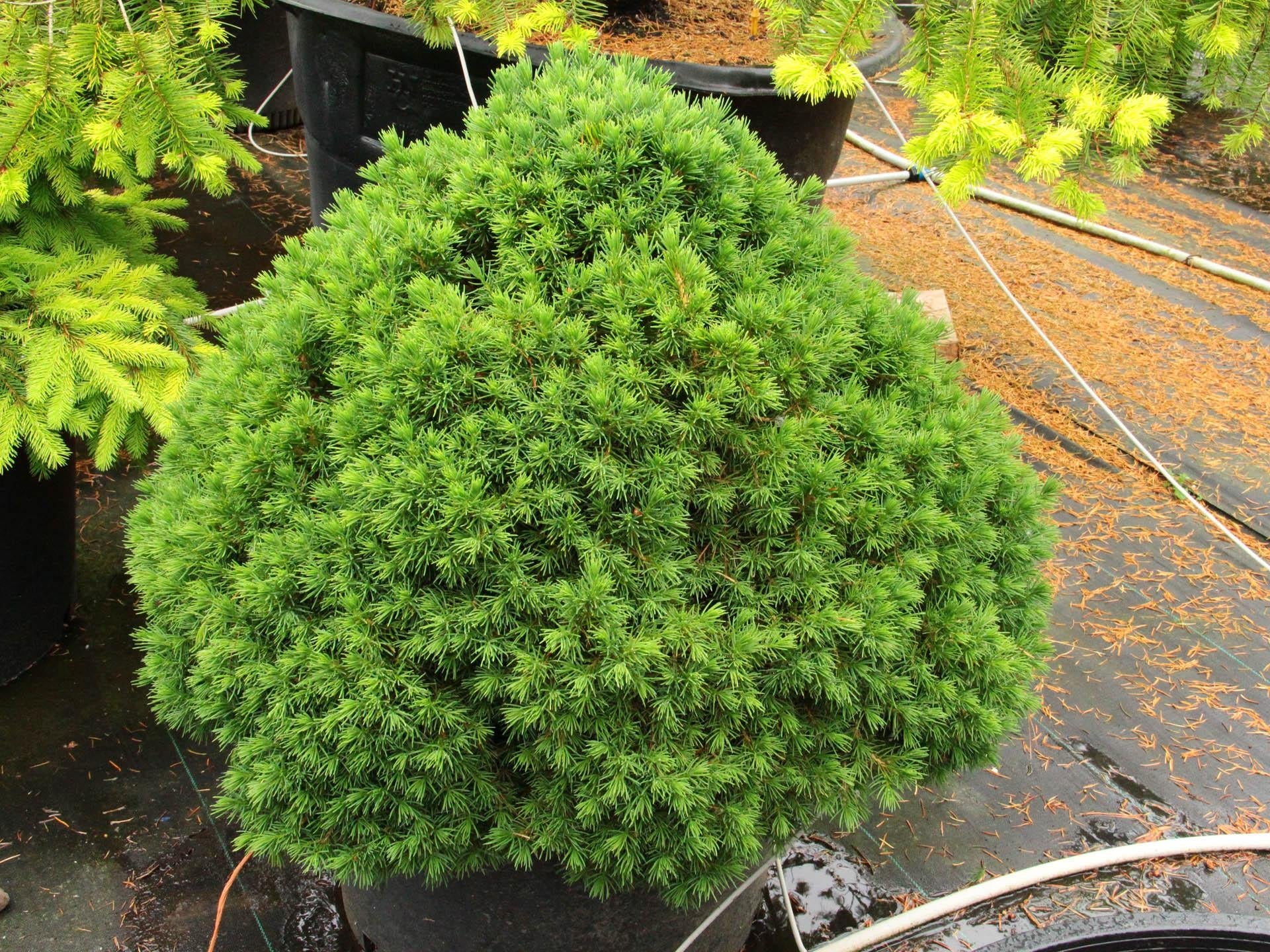 Picea Abies 'tompa' - View 15 from www redcrocus com