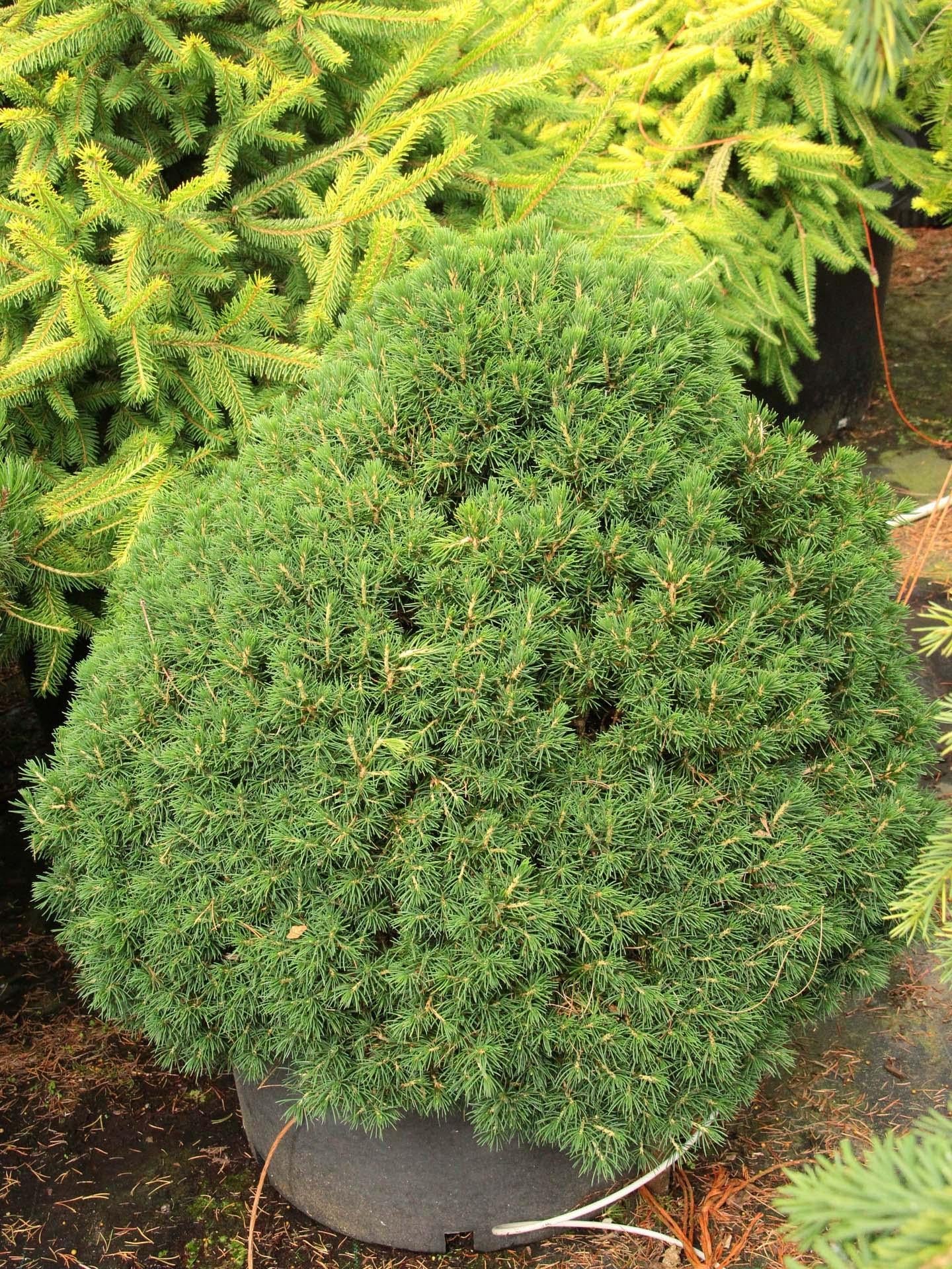 Picea Abies 'tompa' - View 16 from www redcrocus com