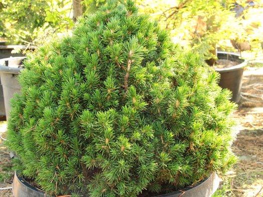 Picea Abies 'tompa' - View 17 from www redcrocus com