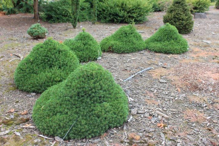 Picea Abies 'tompa' - View 18 from www redcrocus com