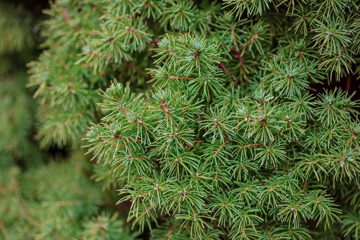 Picea Abies 'tompa' - View 19 from www redcrocus com