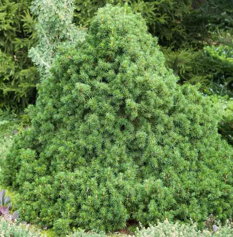 Picea Abies 'tompa' - View 1 from www redcrocus com