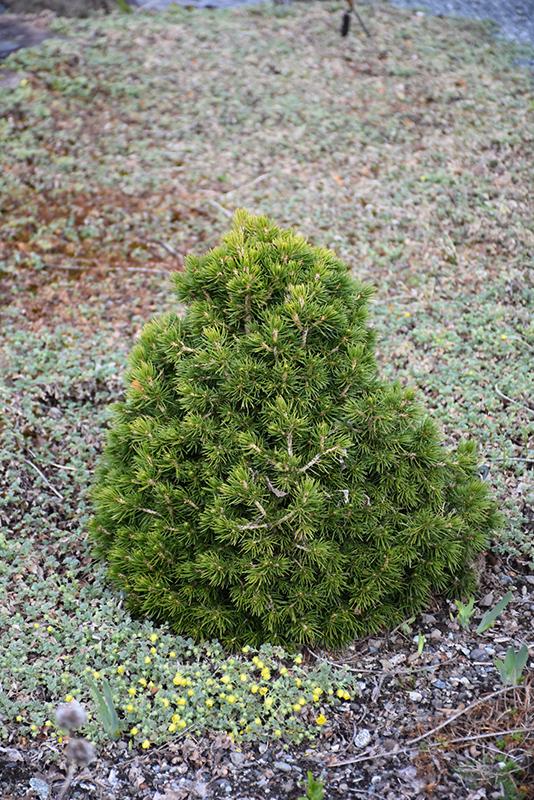 Picea Abies 'tompa' - View 21 from www redcrocus com