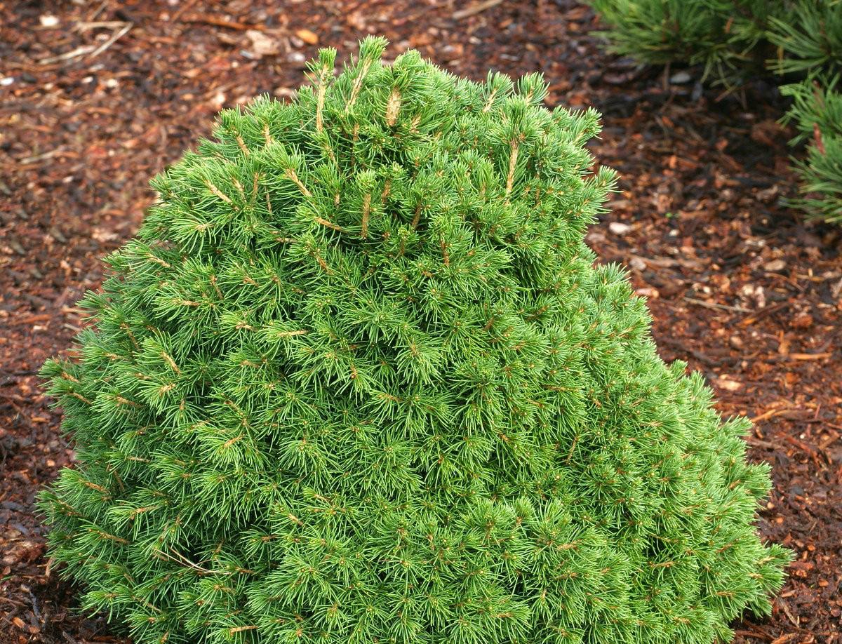Picea Abies 'tompa' - View 22 from www redcrocus com
