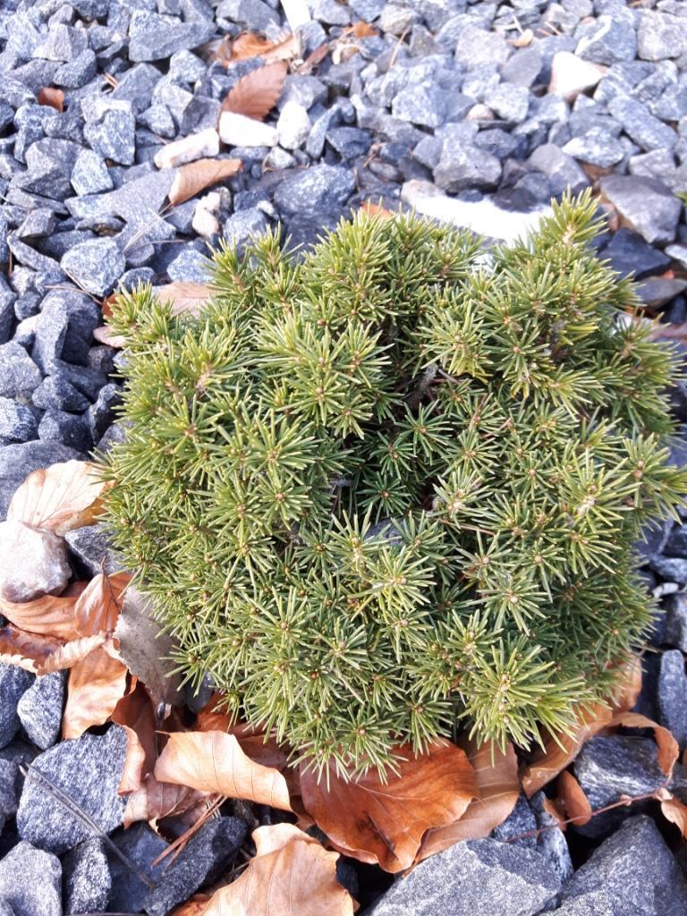 Picea Abies 'tompa' - View 27 from www redcrocus com
