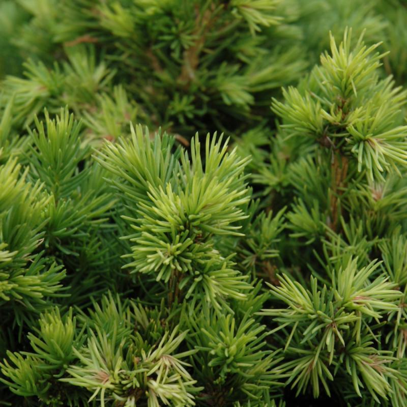 Picea Abies 'tompa' - View 32 from www redcrocus com