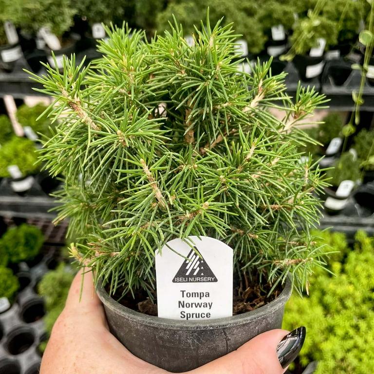Picea Abies 'tompa' - View 33 from www redcrocus com