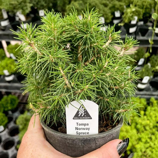 Picea Abies 'tompa' - View 33 from www redcrocus com