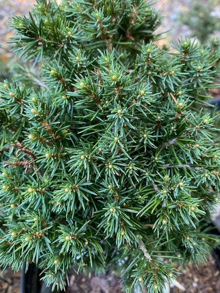 Picea Abies 'tompa' - View 34 from www redcrocus com