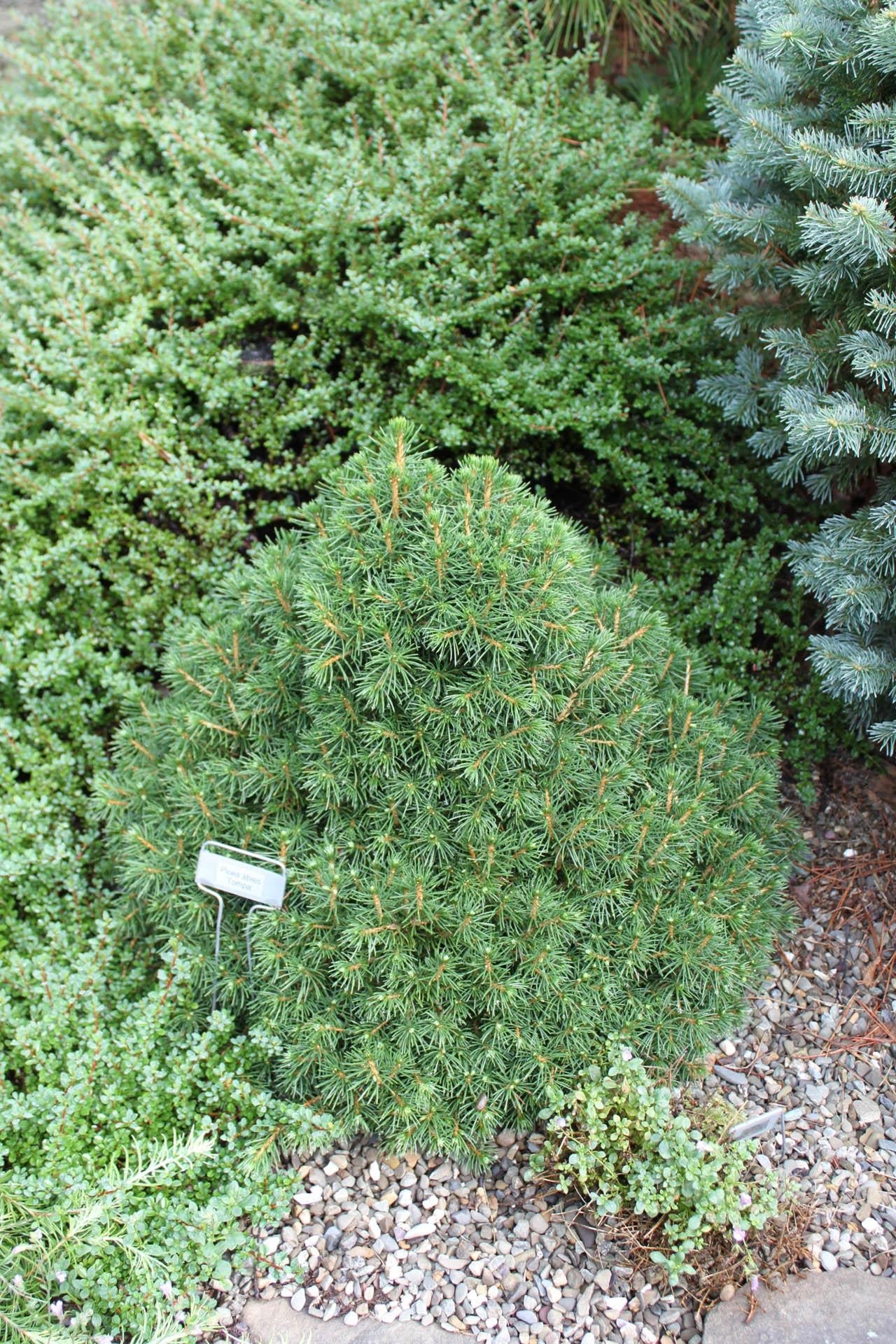 Picea Abies 'tompa' - View 3 from www redcrocus com