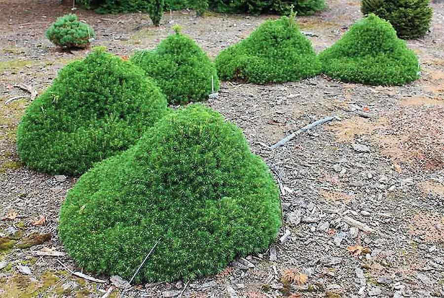Picea Abies 'tompa' - View 4 from www redcrocus com