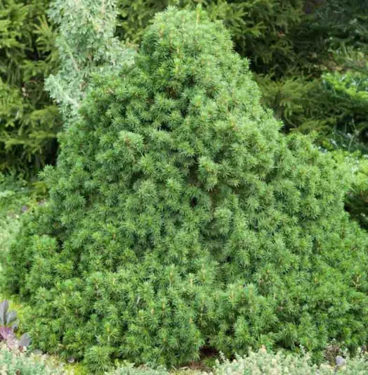 Picea Abies 'tompa' - View 5 from www redcrocus com