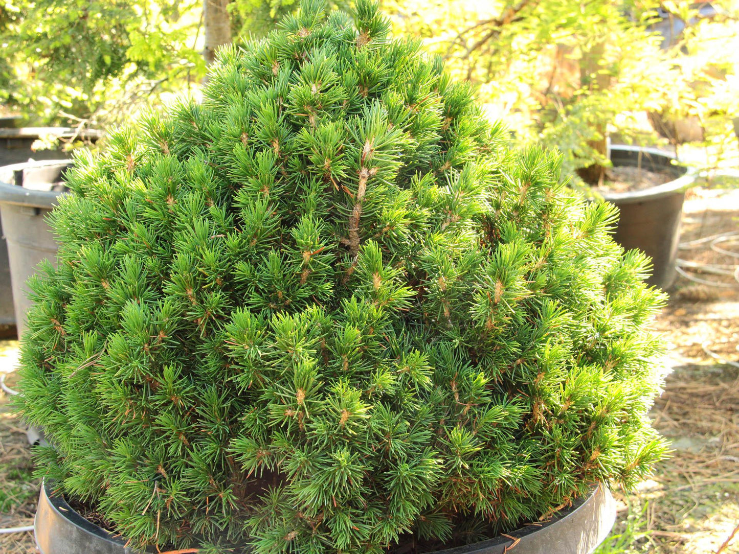 Picea Abies 'tompa' - View 7 from www redcrocus com