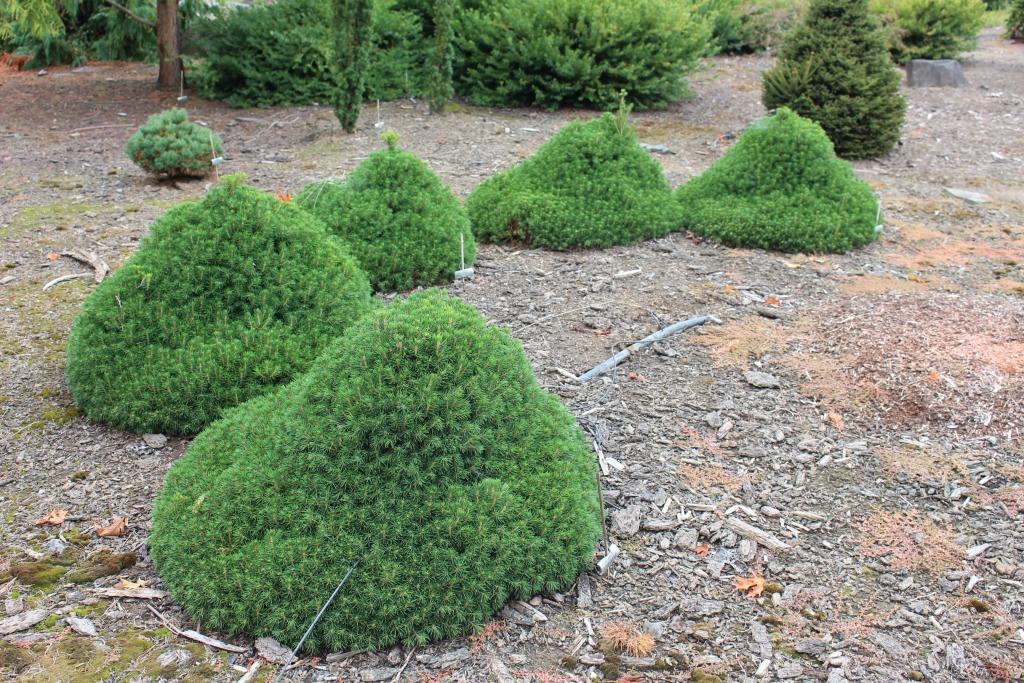 Picea Abies 'tompa' - View 8 from www redcrocus com