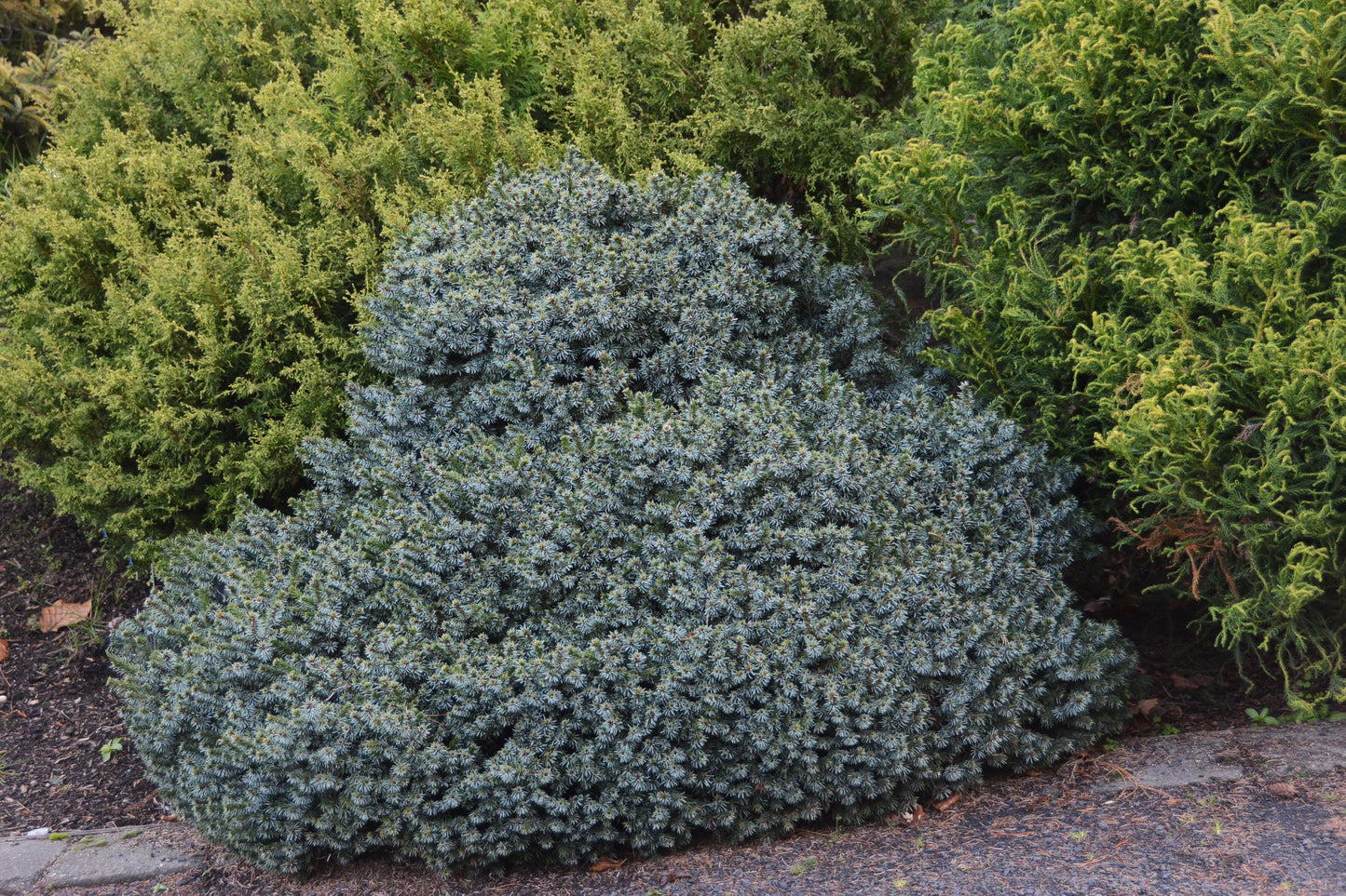 Picea Omorika 'wodan' - View 10 from www redcrocus com