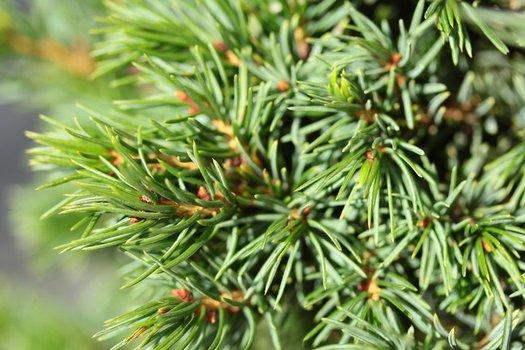 Picea Omorika 'wodan' - View 11 from www redcrocus com
