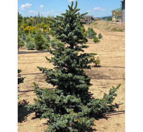 Picea Omorika 'wodan' - View 12 from www redcrocus com