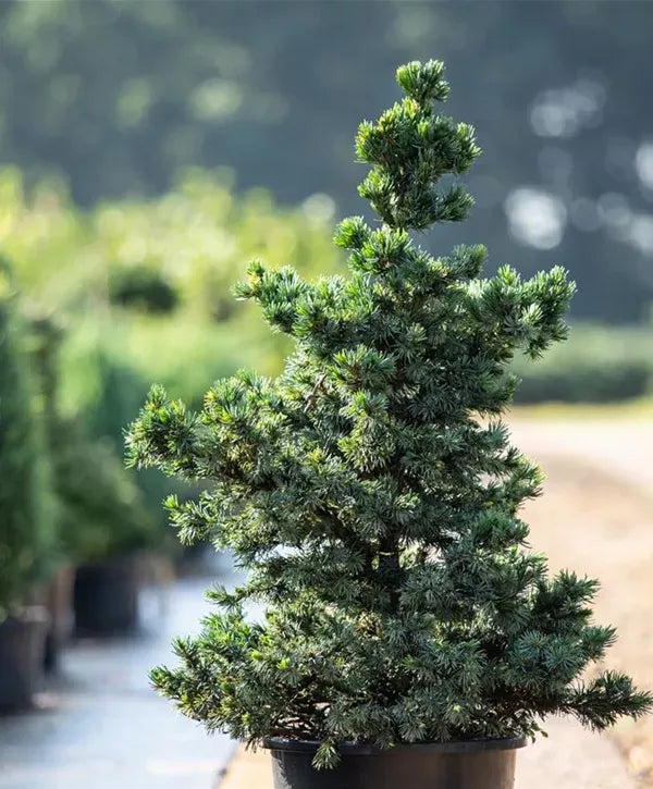 Picea Omorika 'wodan' - View 13 from www redcrocus com