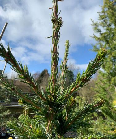 Picea Omorika 'wodan' - View 14 from www redcrocus com