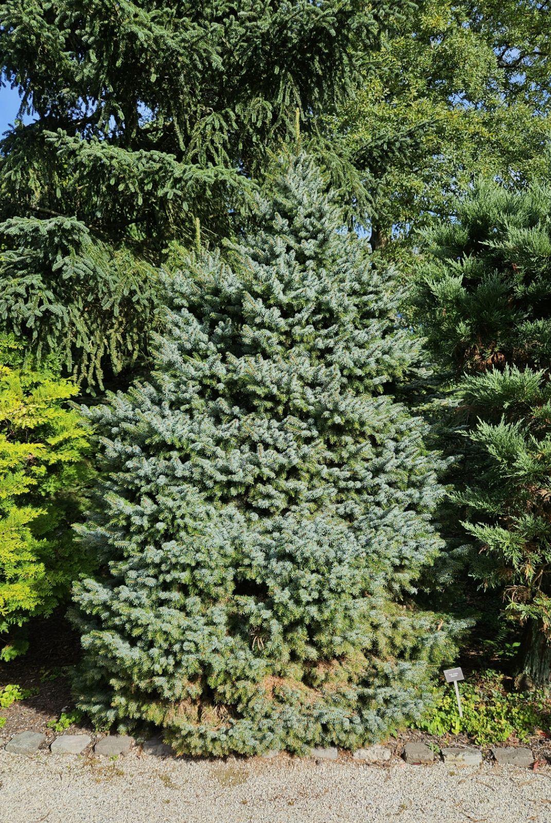 Picea Omorika 'wodan' - View 15 from www redcrocus com