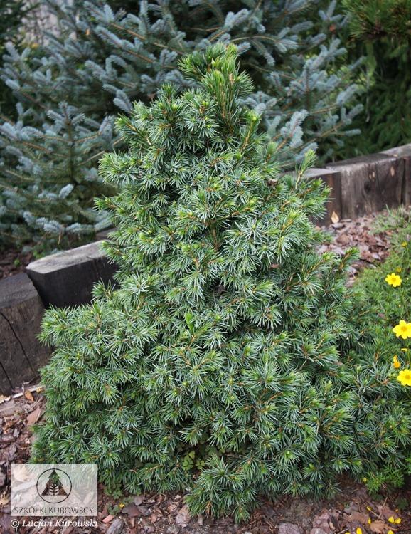 Picea Omorika 'wodan' - View 16 from www redcrocus com