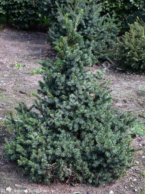 Picea Omorika 'wodan' - View 17 from www redcrocus com