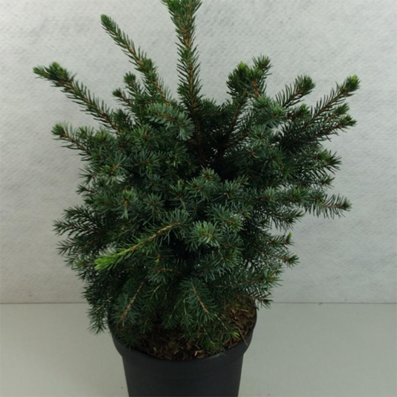 Picea Omorika 'wodan' - View 19 from www redcrocus com