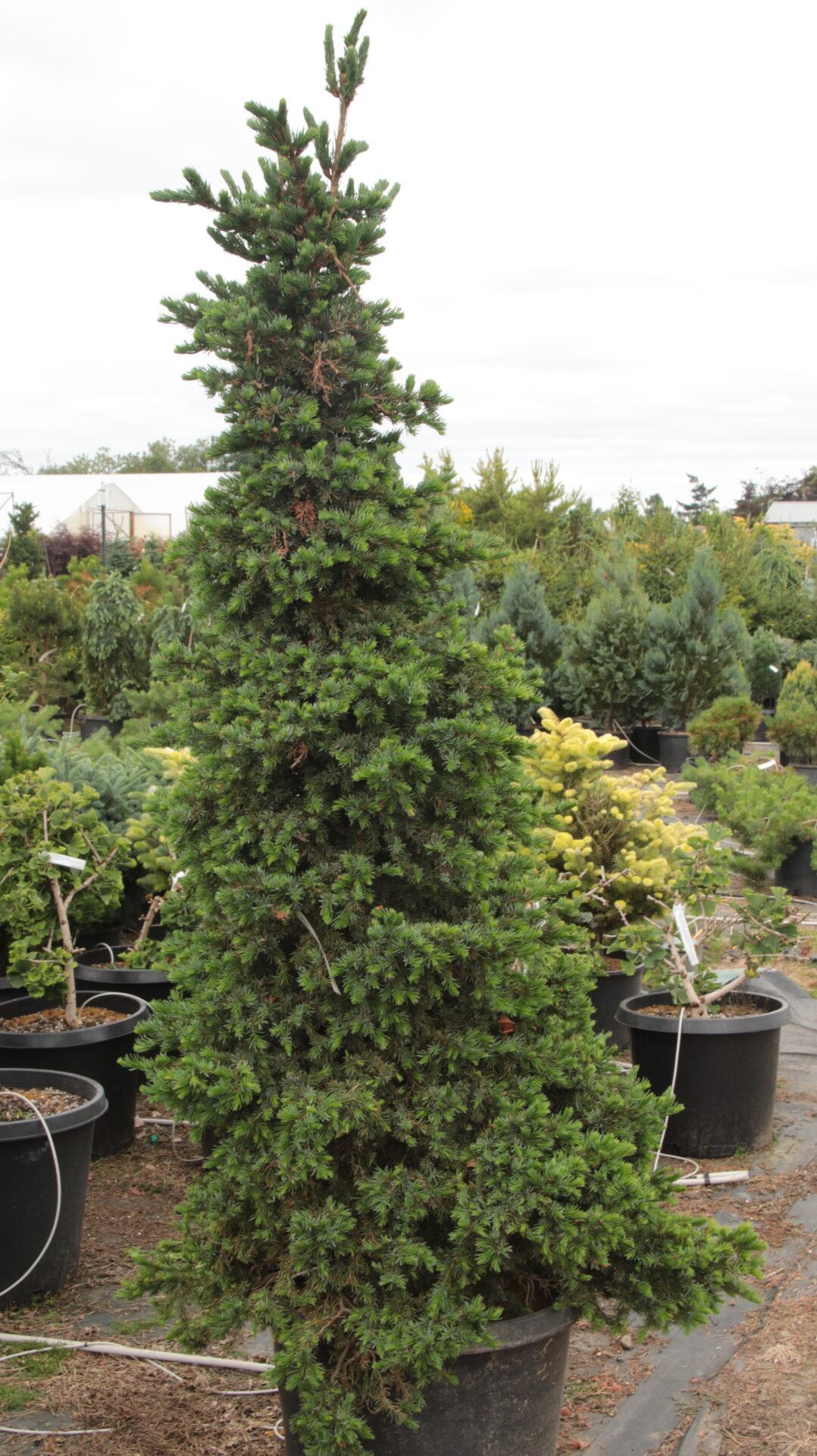 Picea Omorika 'wodan' - View 1 from www redcrocus com