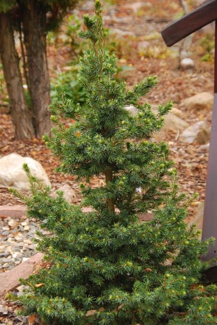 Picea Omorika 'wodan' - View 21 from www redcrocus com