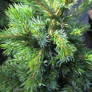 Picea Omorika 'wodan' - View 22 from www redcrocus com