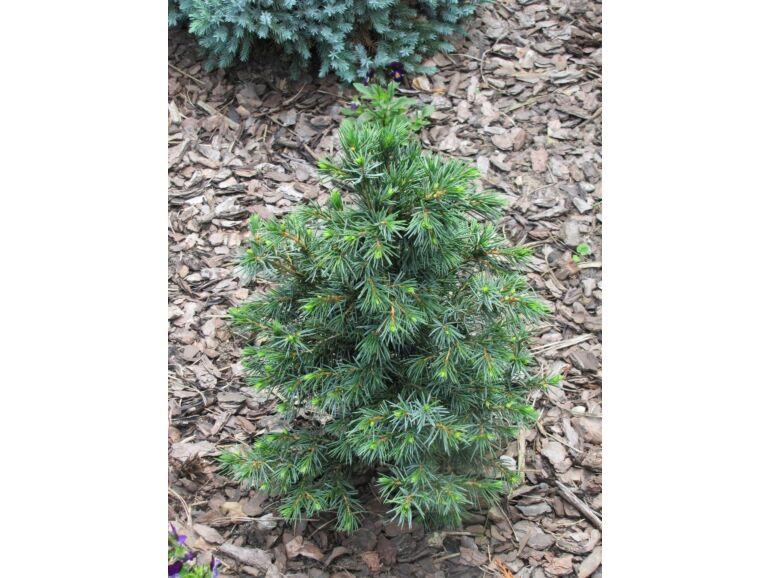 Picea Omorika 'wodan' - View 24 from www redcrocus com