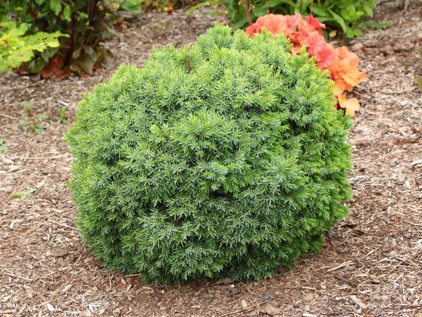 Picea Omorika 'wodan' - View 25 from www redcrocus com