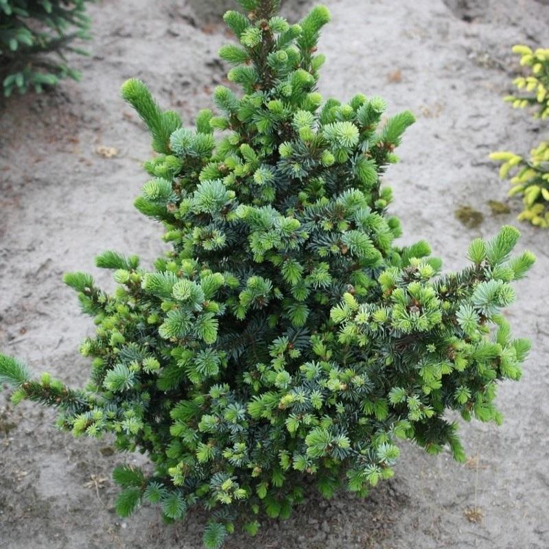 Picea Omorika 'wodan' - View 27 from www redcrocus com