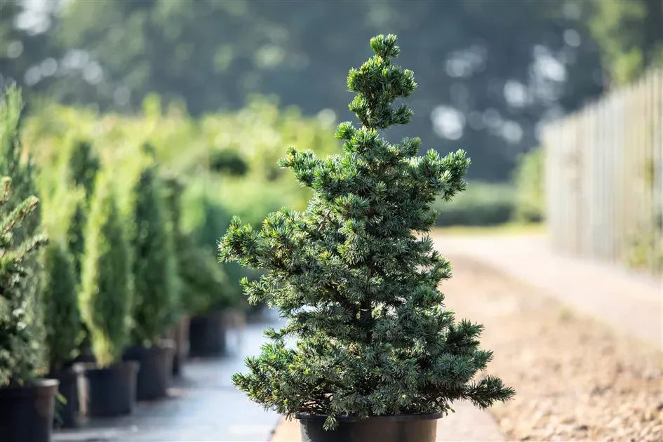 Picea Omorika 'wodan' - View 28 from www redcrocus com