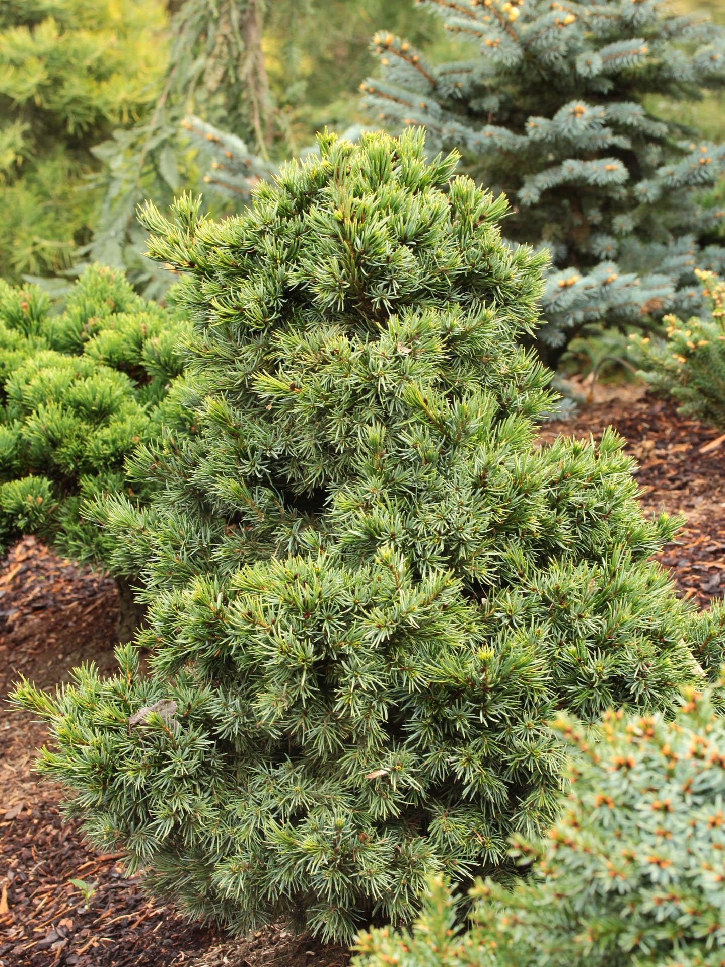 Picea Omorika 'wodan' - View 2 from www redcrocus com