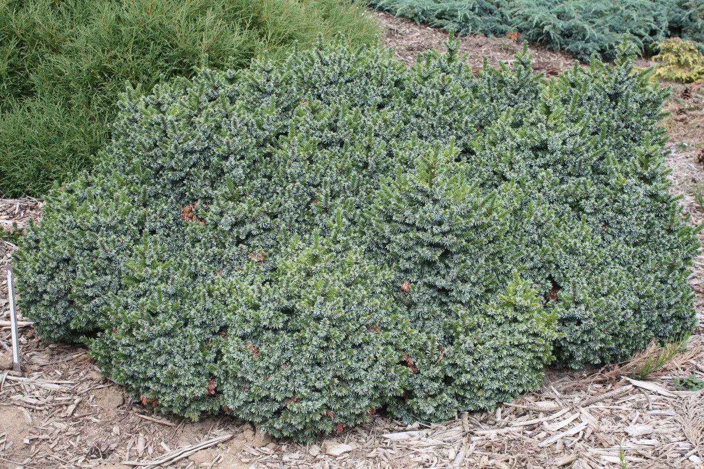 Picea Omorika 'wodan' - View 30 from www redcrocus com