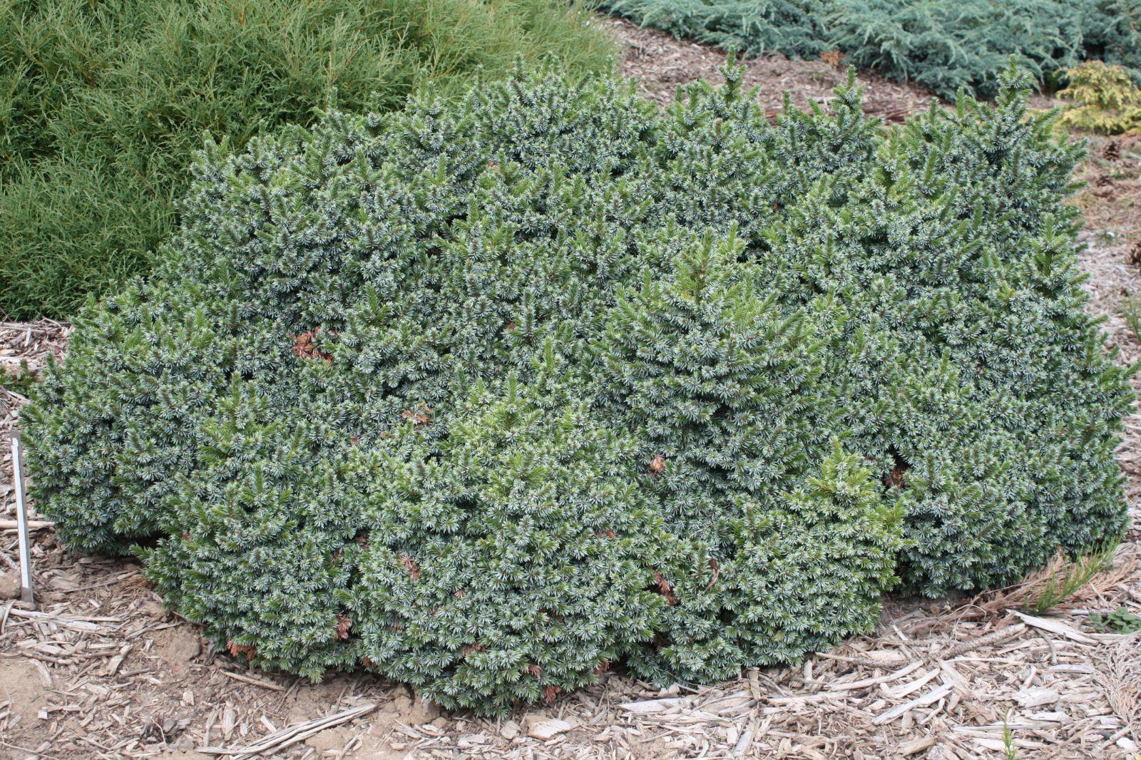 Picea Omorika 'wodan' - View 30 from www redcrocus com
