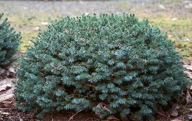 Picea Omorika 'wodan' - View 31 from www redcrocus com