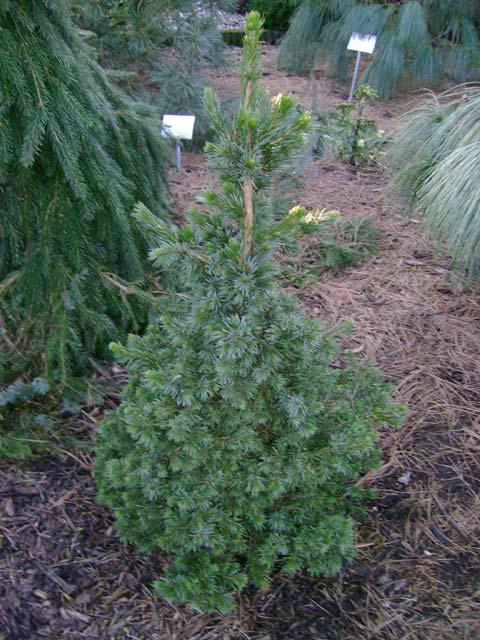 Picea Omorika 'wodan' - View 32 from www redcrocus com