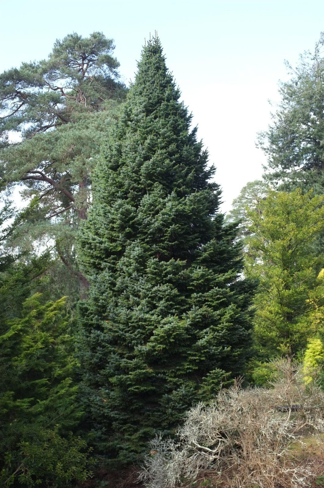 Picea Omorika 'wodan' - View 33 from www redcrocus com