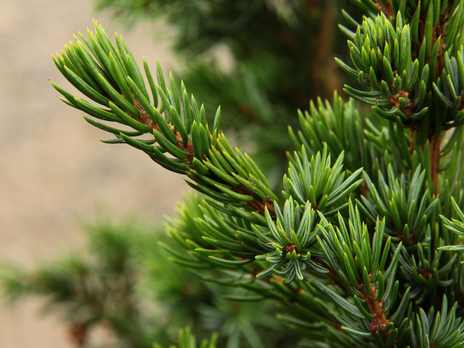 Picea Omorika 'wodan' - View 3 from www redcrocus com