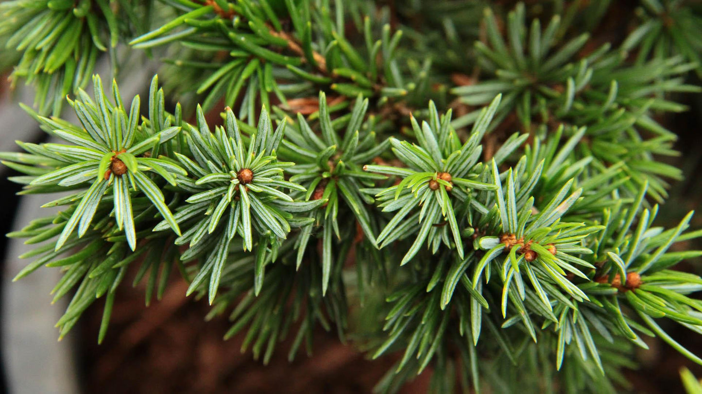 Picea Omorika 'wodan' - View 5 from www redcrocus com