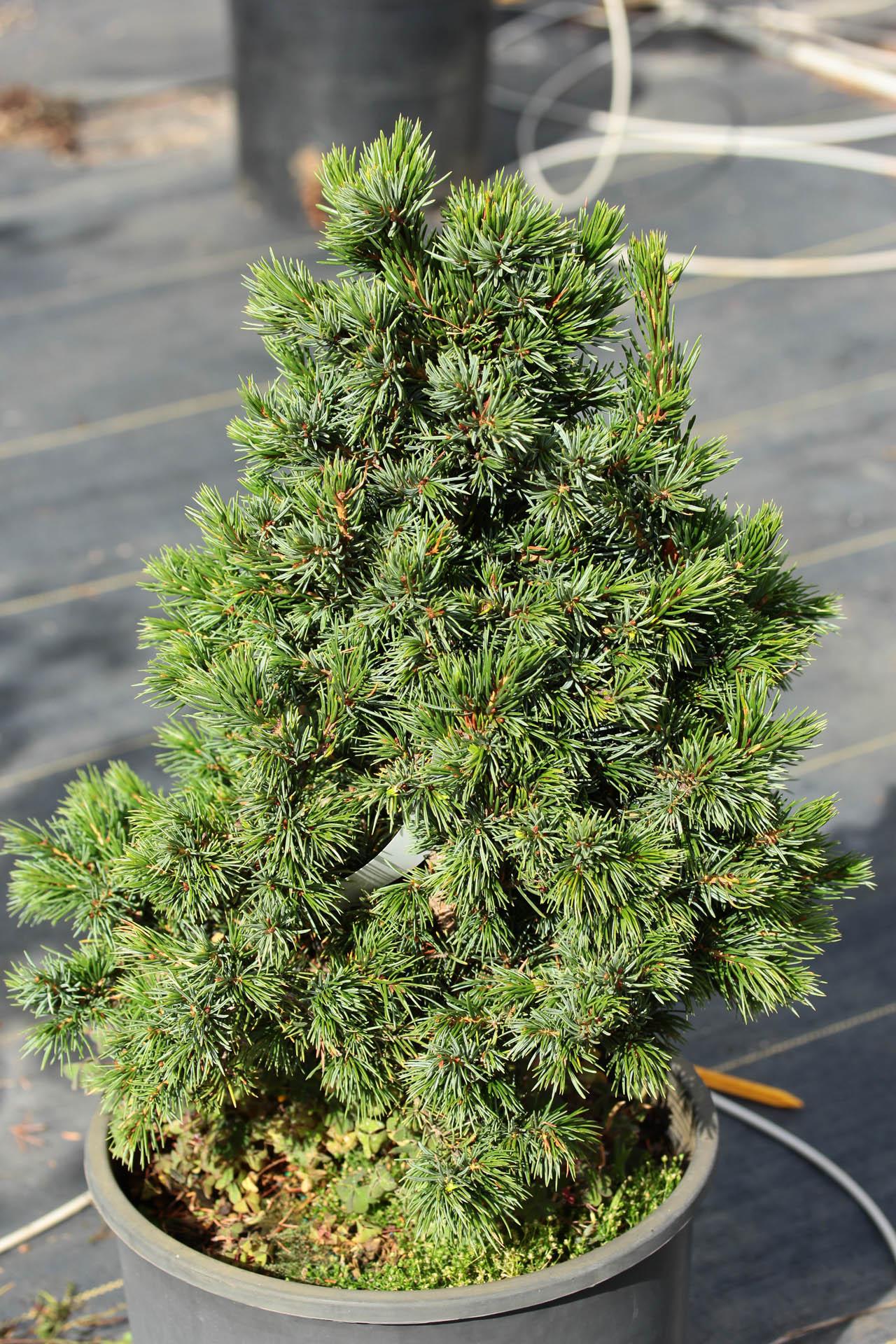 Picea Omorika 'wodan' - View 6 from www redcrocus com