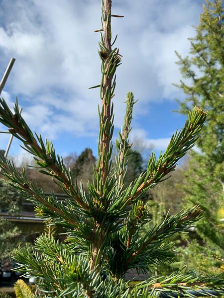 Picea Omorika 'wodan' - View 7 from www redcrocus com