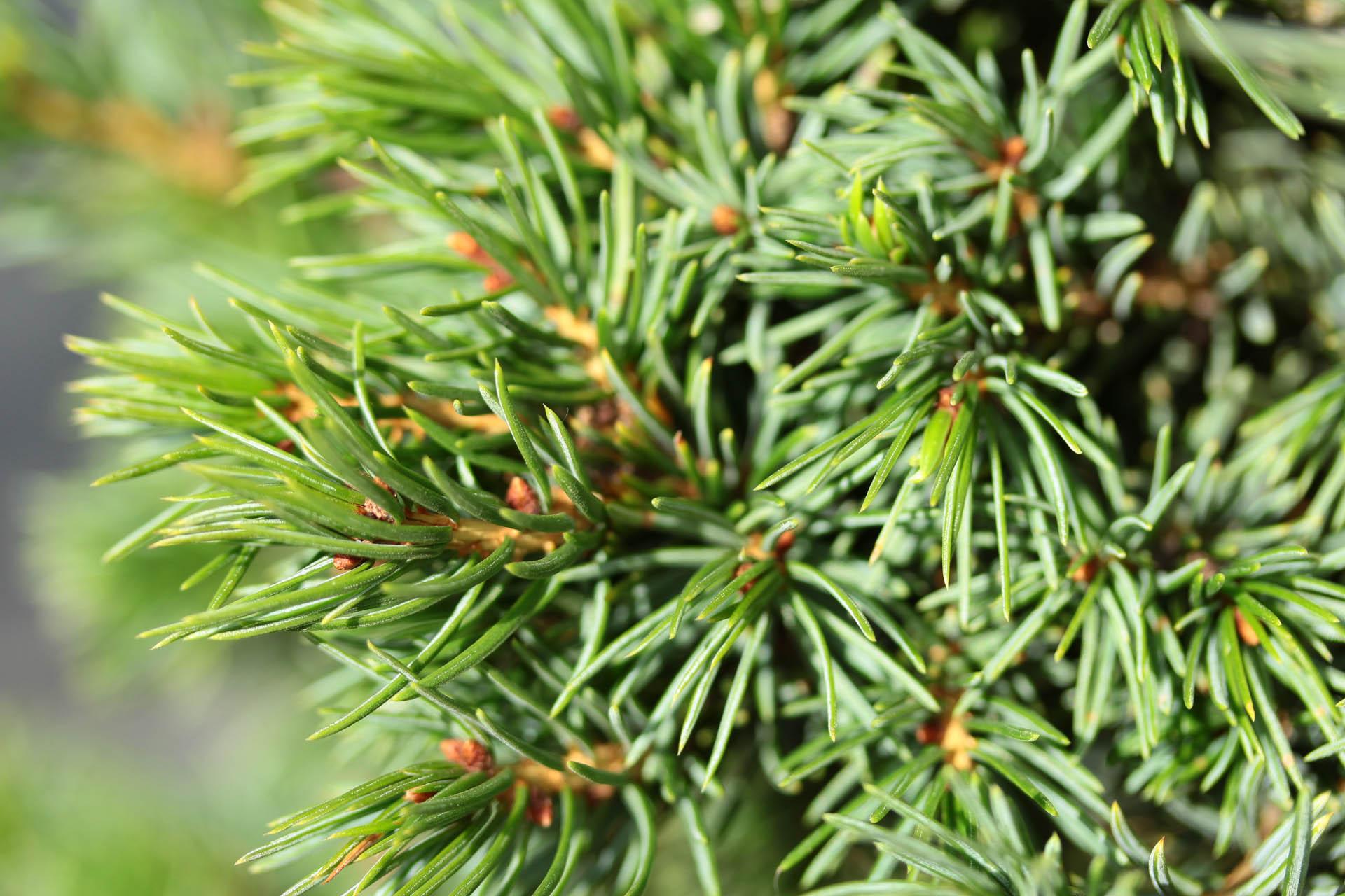 Picea Omorika 'wodan' - View 8 from www redcrocus com