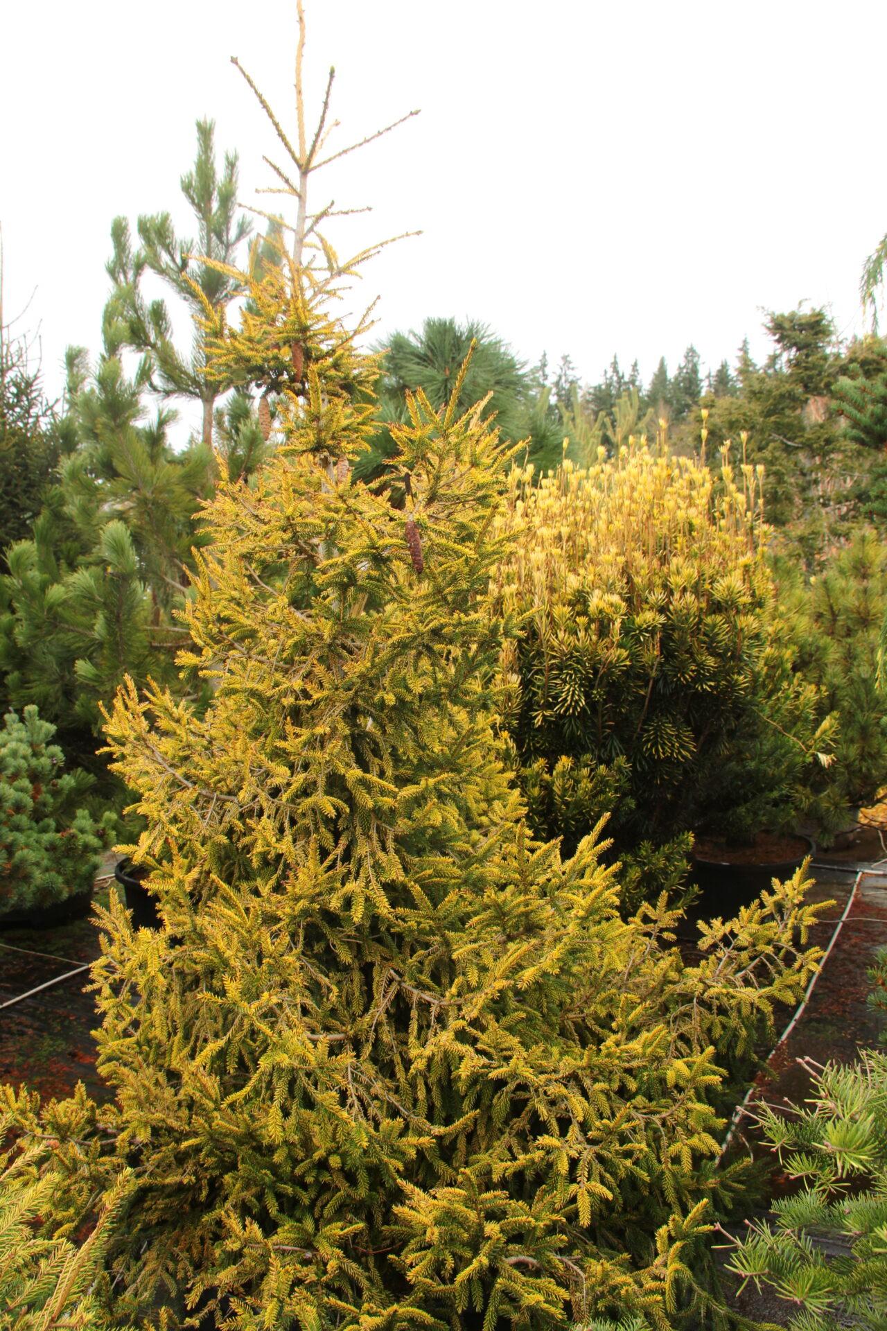 Picea Orientalis 'gowdy' - View 11 from www redcrocus com