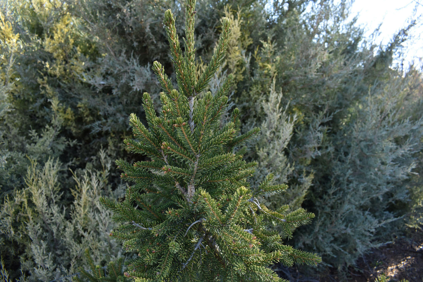 Picea Orientalis 'gowdy' - View 15 from www redcrocus com