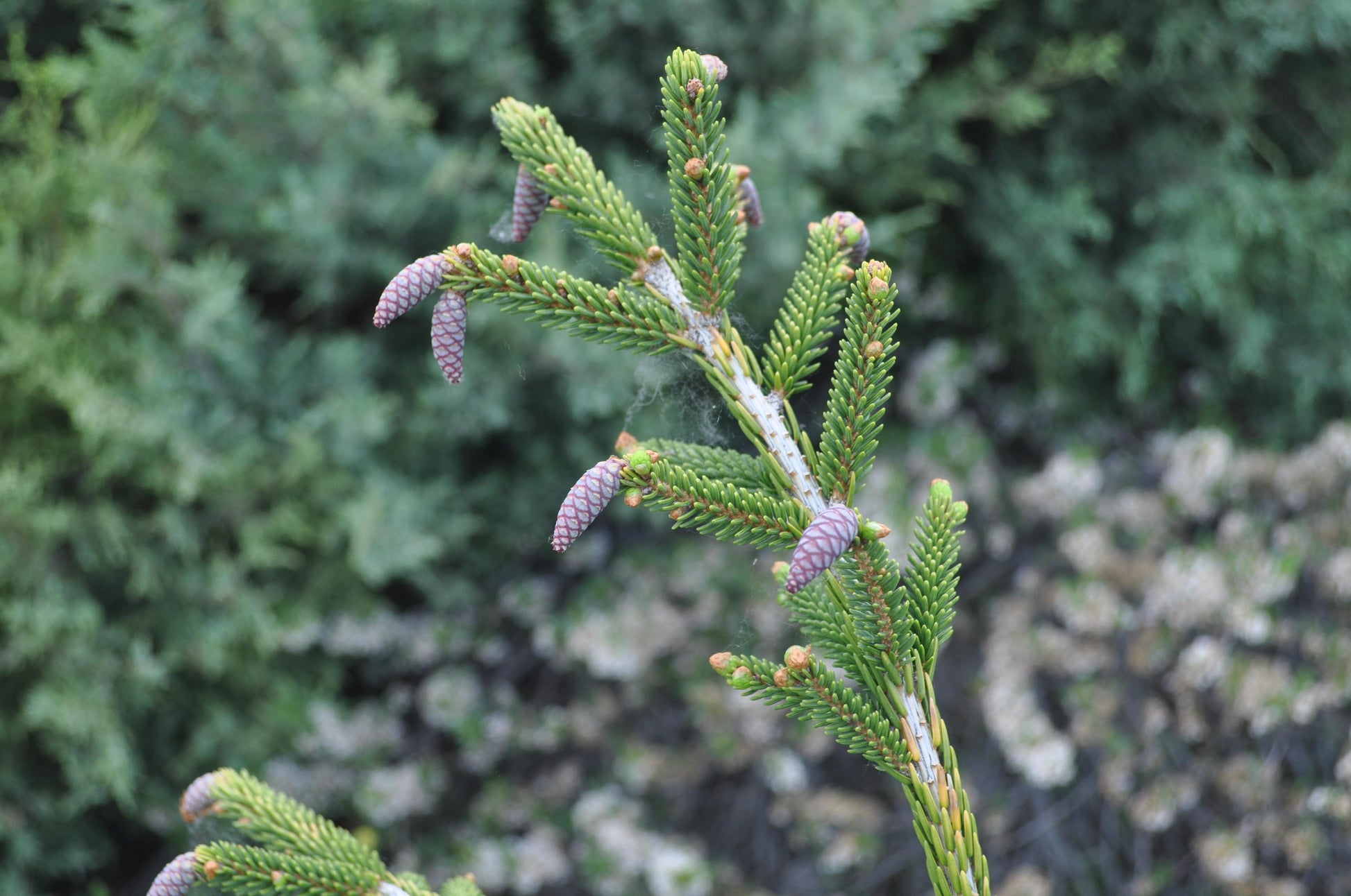 Picea Orientalis 'gowdy' - View 23 from www redcrocus com