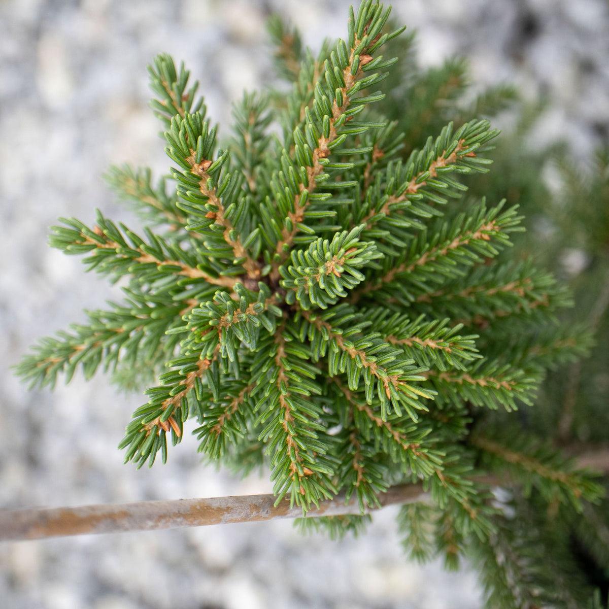Picea Orientalis 'gowdy' - View 25 from www redcrocus com